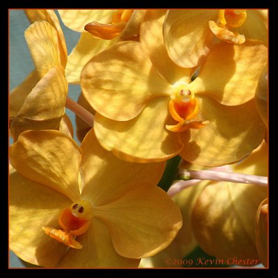 Orange Orchids