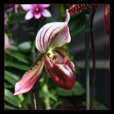 Purple Orchid
