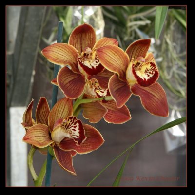 Red and yellow orchids