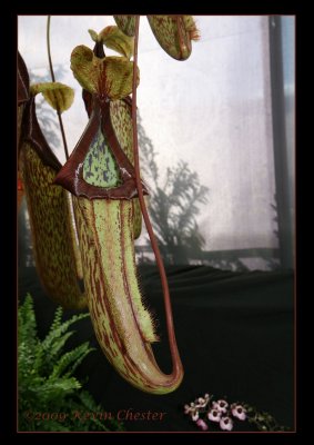 pitcher2