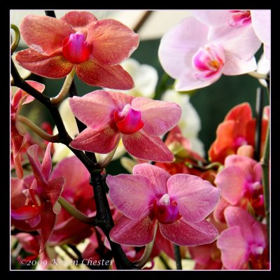 Pink Orchids