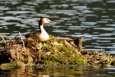 Great Crested Grebe