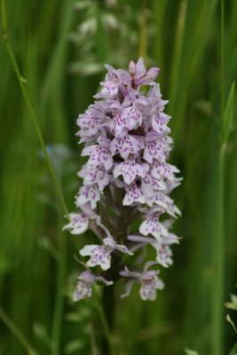 Spotted Orchid