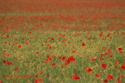The Red Army