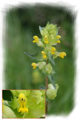 Yellow Rattle