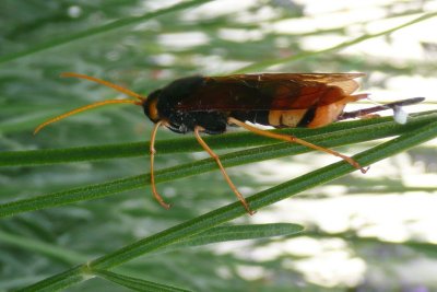 Identified Bug , Horntail  Sawfly