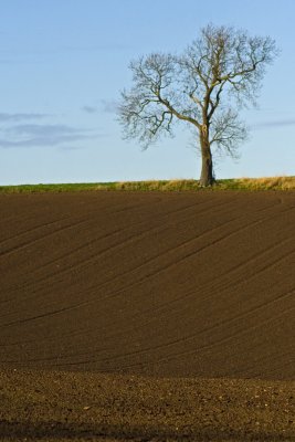 A brown field