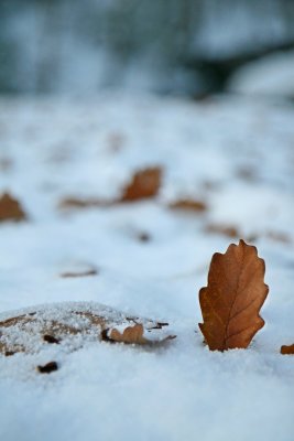 Autumn Snow