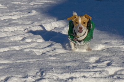 My pooch enjoying the snow
