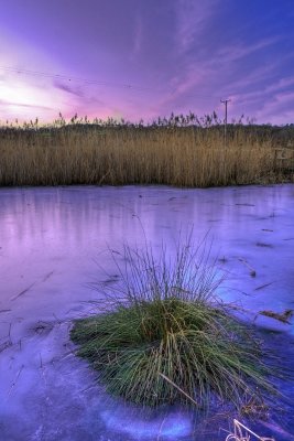 Frozen Marshes