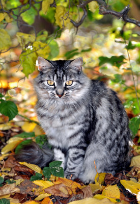 CHATS, CHIENS DE VACANCES ET AUTRES SOUVENIRS