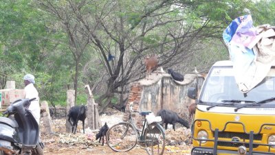 Un zoo en pleine ville, en face de notre hôtel !