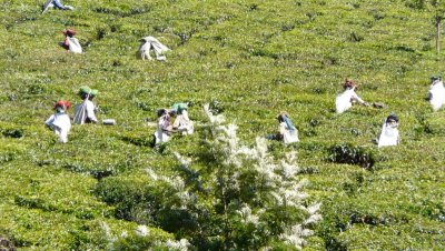 Les travailleurs dans les plantations