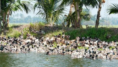 Des canards...