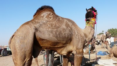 Dcoration de chameaux
