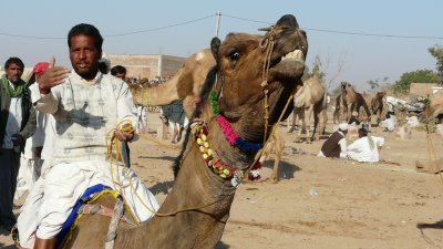 Bienvenue  la foire au btail de Nagaur