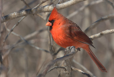 Cardinal rouge (mle)