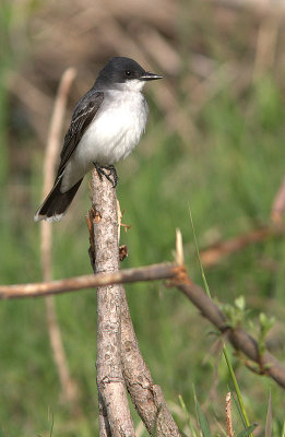 Tyran tritri