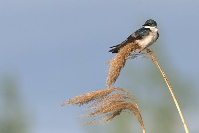 Hirondelle bicolore