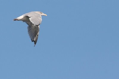 Goéland argenté