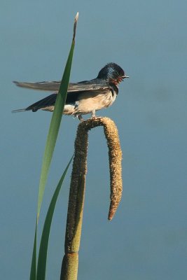 Hirondelle rustique