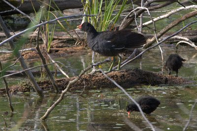 Gallinule poule-d'eau
