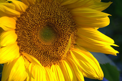 Tournesol (gant de Russie)