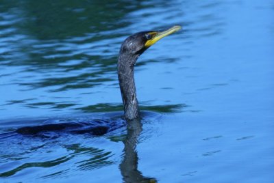 Cormoran à aigrettes