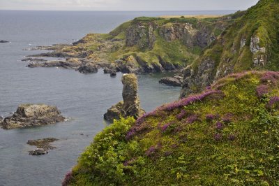 Heather over looking the cliffs of Muchalls