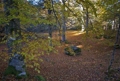 Crathes_fall leaves 2010