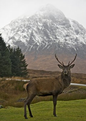 Deer framed by Buachaille Etive Mor