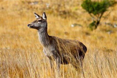 Doe at Glen Etive