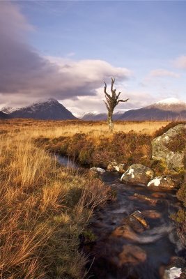 Single tree at Rannoch Moor