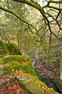 Hermitage Mossy Branches