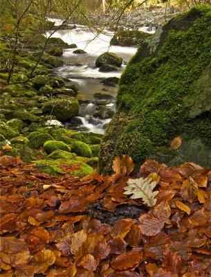 Leaves and Moss with a splash of water