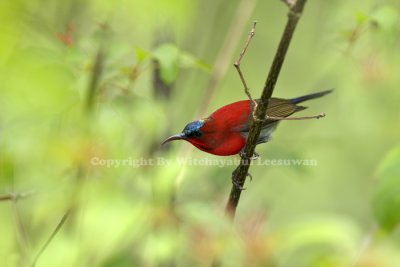 Thai Birds