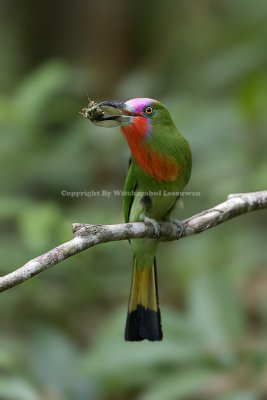 Red beard Bee-eater