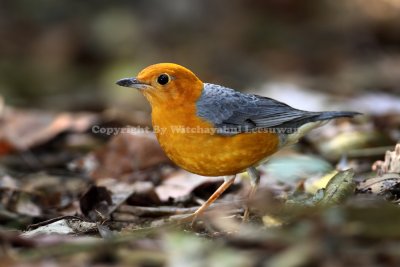 Orange-headed thrush