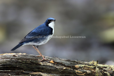 Robin, Siberian Blue