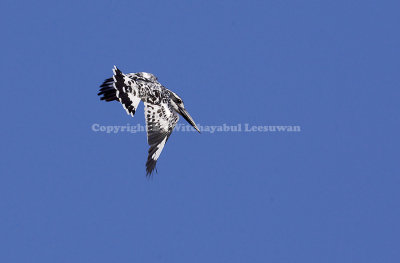 Pied Kingfisher