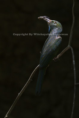 Blue beard Bee-eater