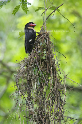 Dusky Broadbill