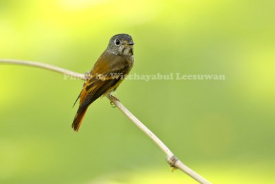 Ferruginous Flycatcher