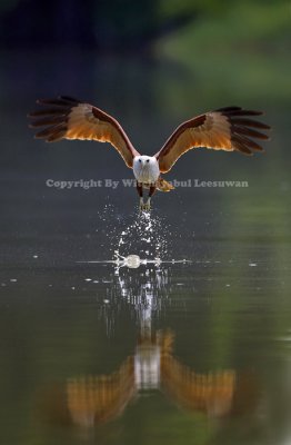 Brahminy Kite