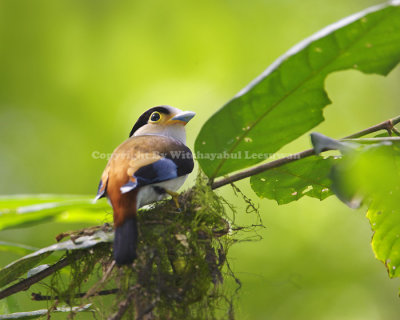 Silver breasted Broadbill