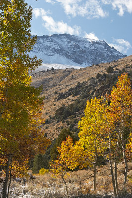 Aspens