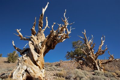 Bristlecone Pines at the Schulman Grove #1