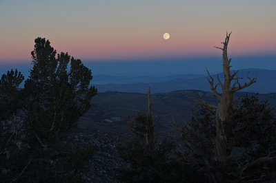 Moonrise from the Bristlecone Pine Forest #2