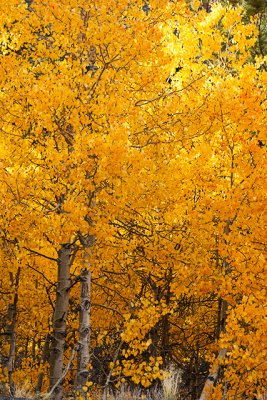 Aspen Color, Road to South Lake