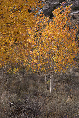 Fall Color 1, June Lake Loop